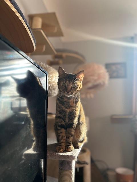 Maybe, a Adoptable Domestic Short Hair in Muskegon, MI image 3/4