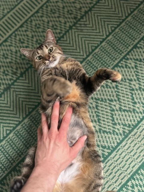Maybe, a Adoptable Domestic Short Hair in Muskegon, MI image 4/4