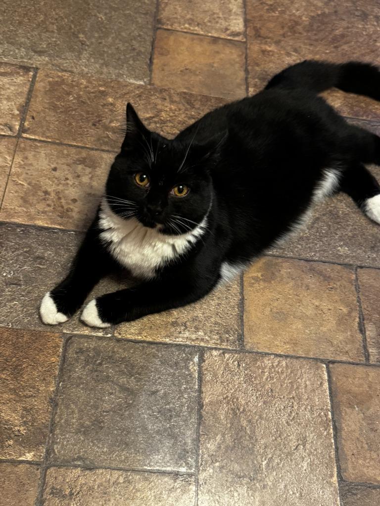 Topaz Fairfield, Adoptable, Young Female Domestic Short Hair.