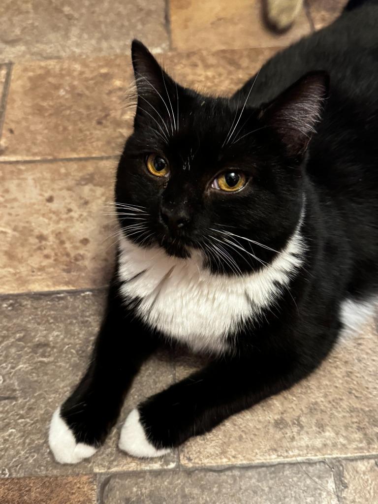 Enlarge Topaz Fairfield, a Adoptable Domestic Short Hair in Gorham, ME image 2/2