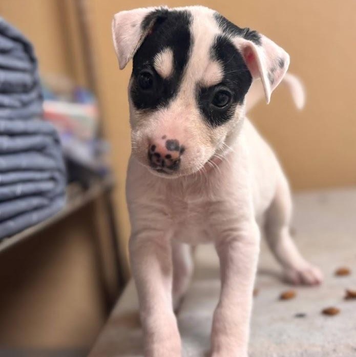 Enlarge Spider (The Bug Litter), a Adoptable mixed breed in Cedar Creek, TX image 1/3