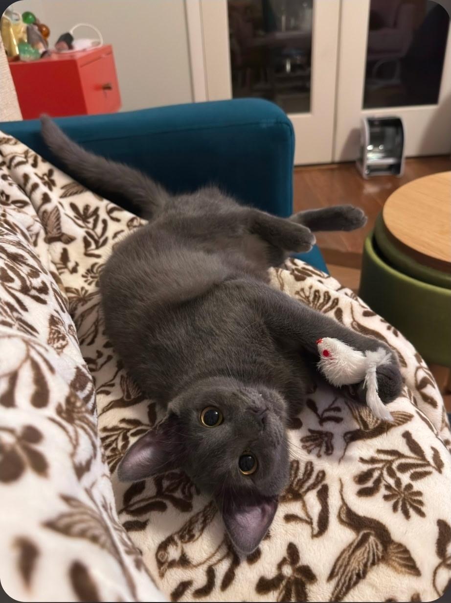 Enlarge Eric , a ADOPTABLE Russian Blue in Orlando, FL image 4/6