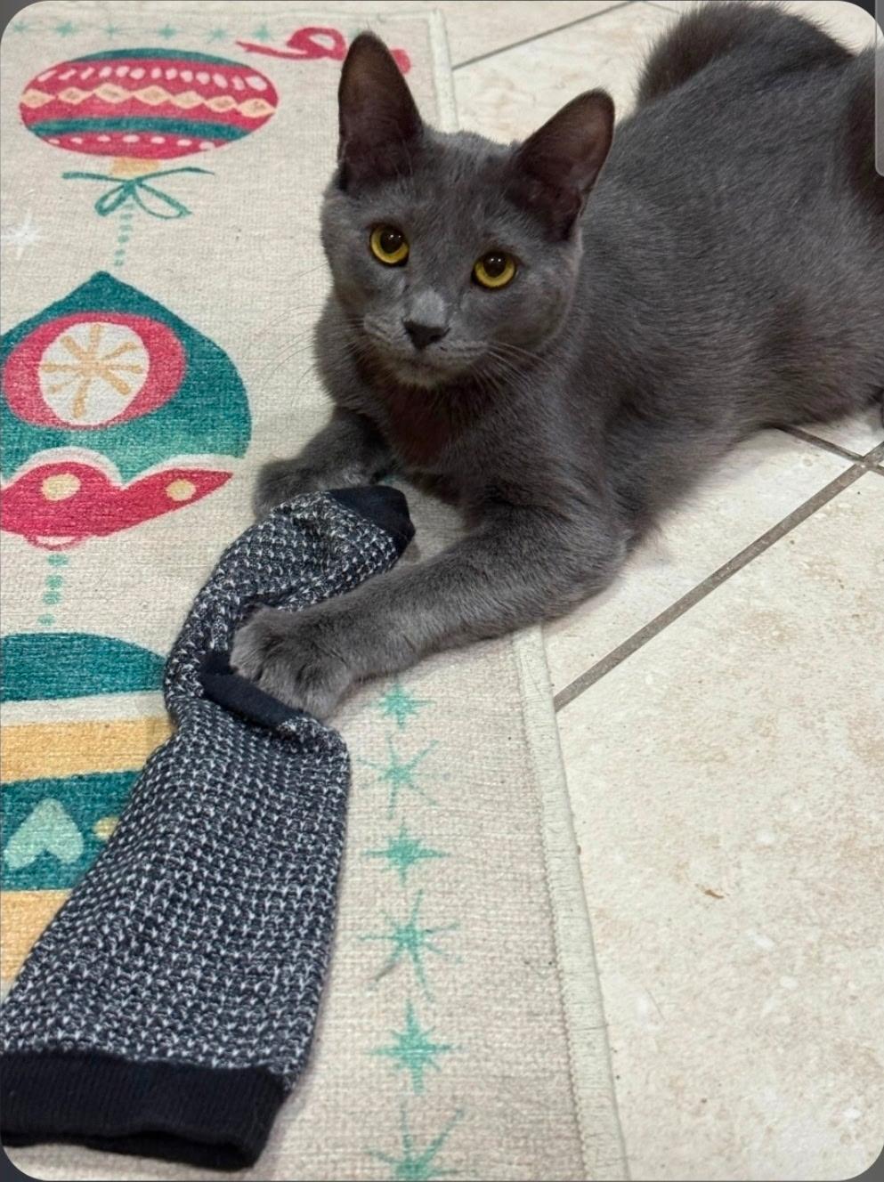 Enlarge Eric , a ADOPTABLE Russian Blue in Orlando, FL image 2/6