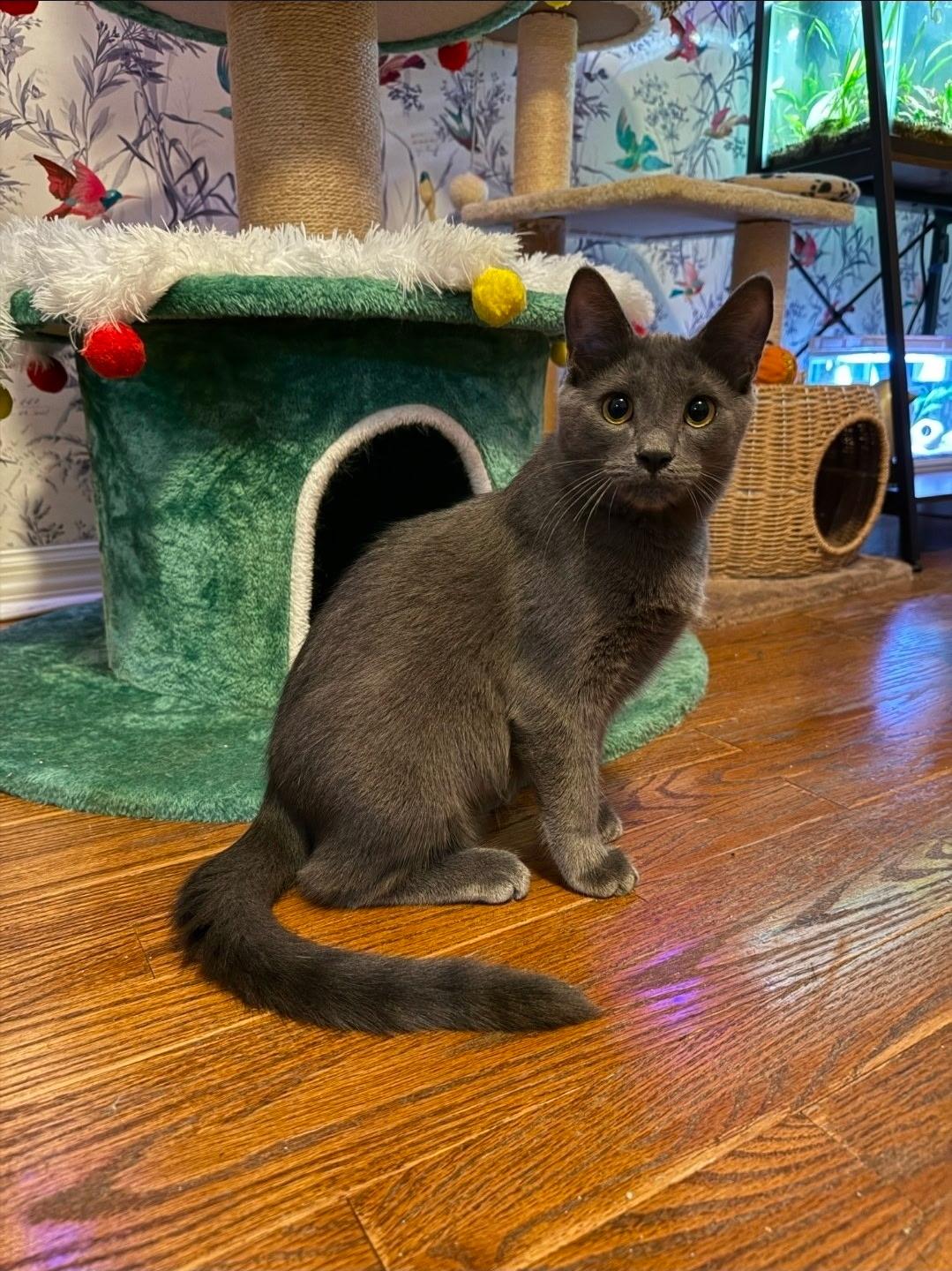 Enlarge Eric , a ADOPTABLE Russian Blue in Orlando, FL image 3/6