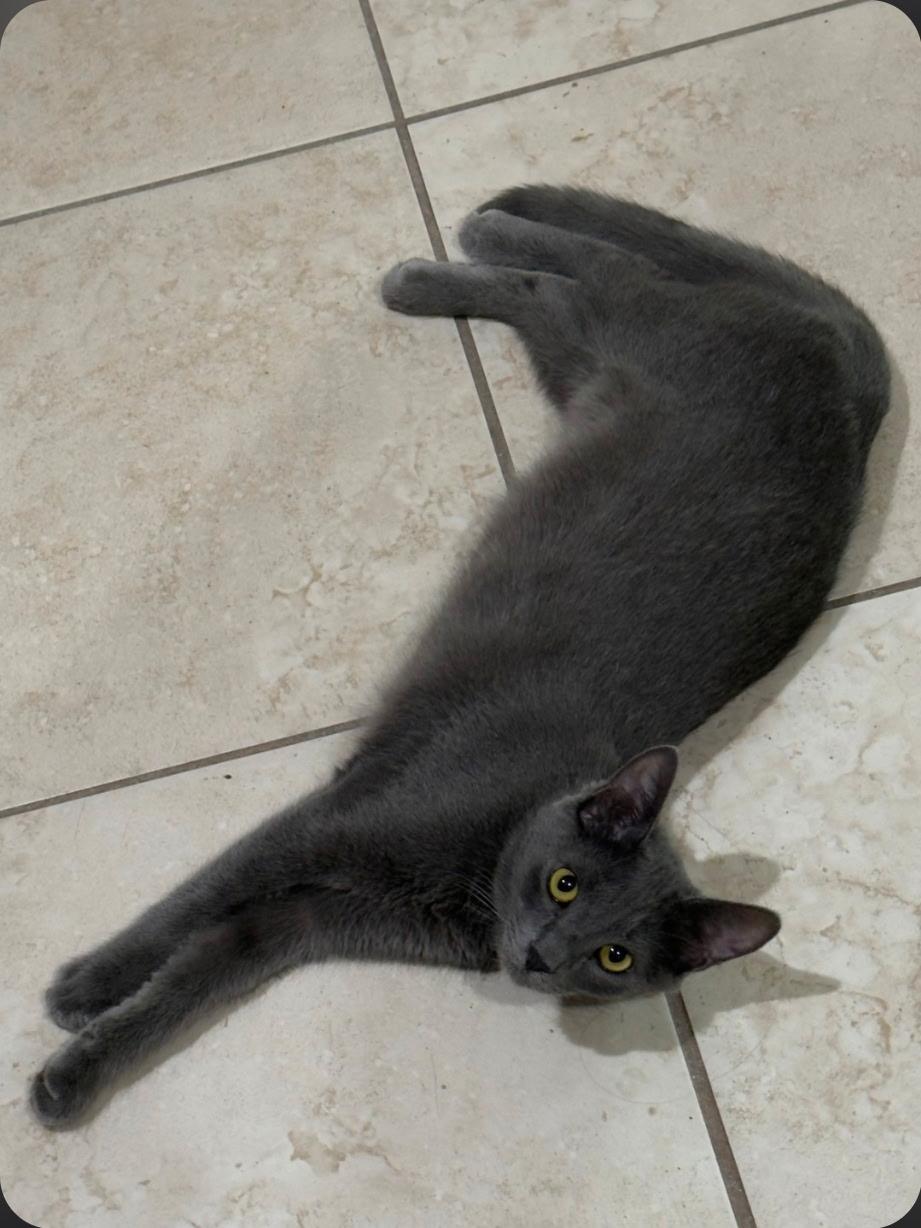 Eric , ADOPTABLE, Young Male Russian Blue.