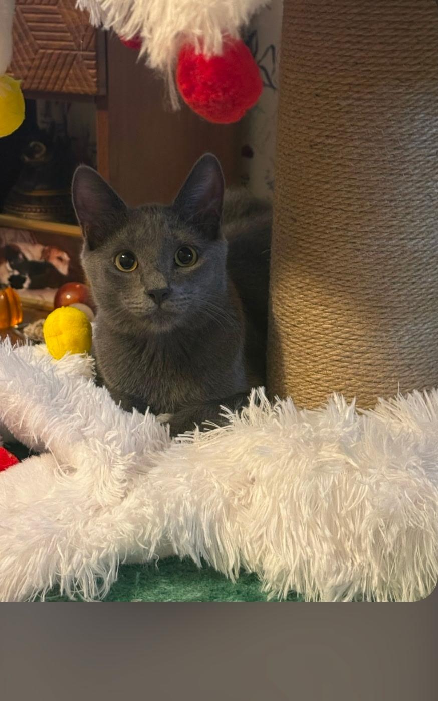 Enlarge Eric , a ADOPTABLE Russian Blue in Orlando, FL image 6/6