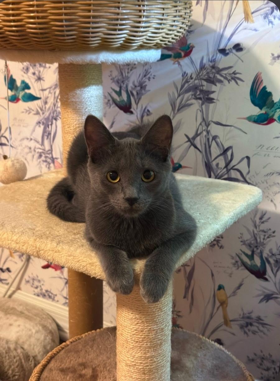 Enlarge Eric , a ADOPTABLE Russian Blue in Orlando, FL image 5/6