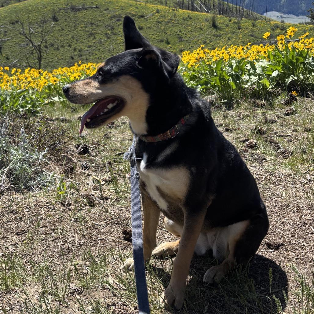 Enlarge Kona, a Adoptable mixed breed in Cashmere, WA image 1/5