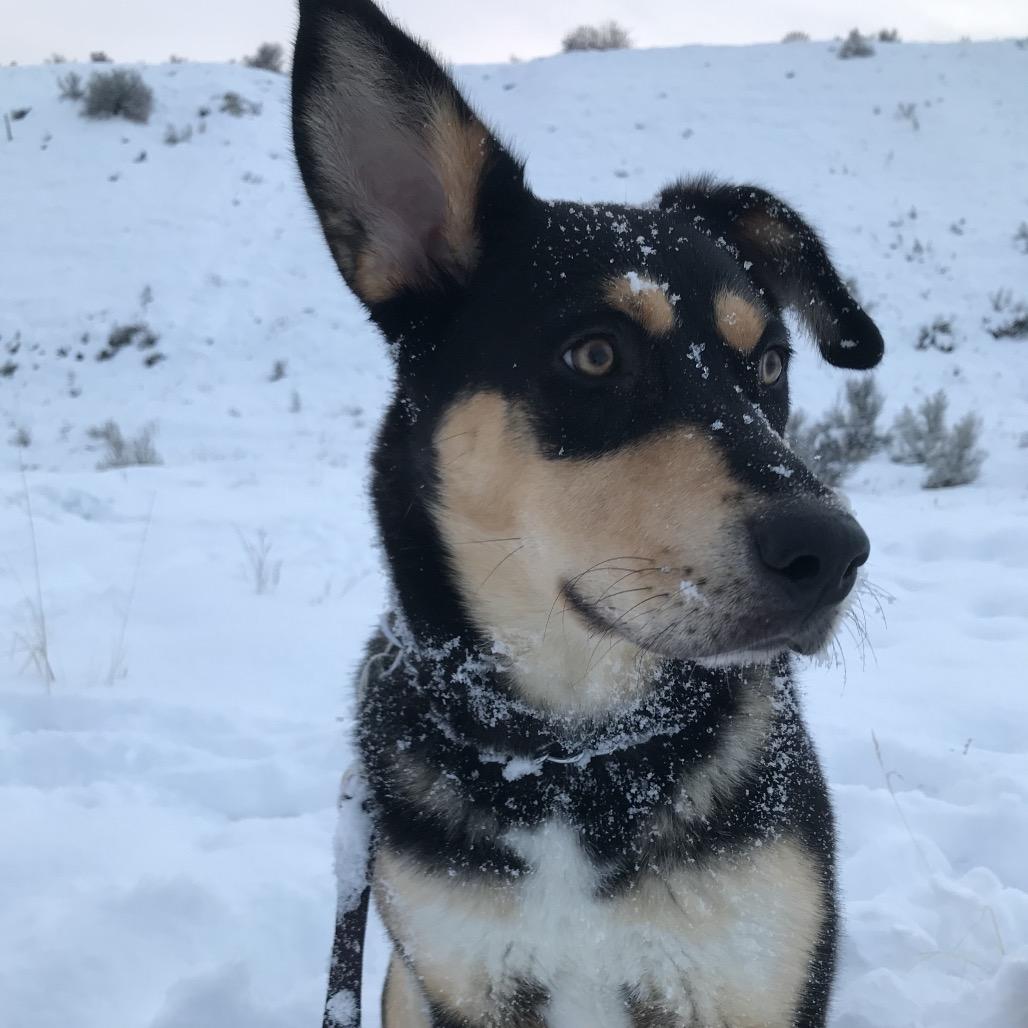 Enlarge Kona, a Adoptable mixed breed in Cashmere, WA image 2/5