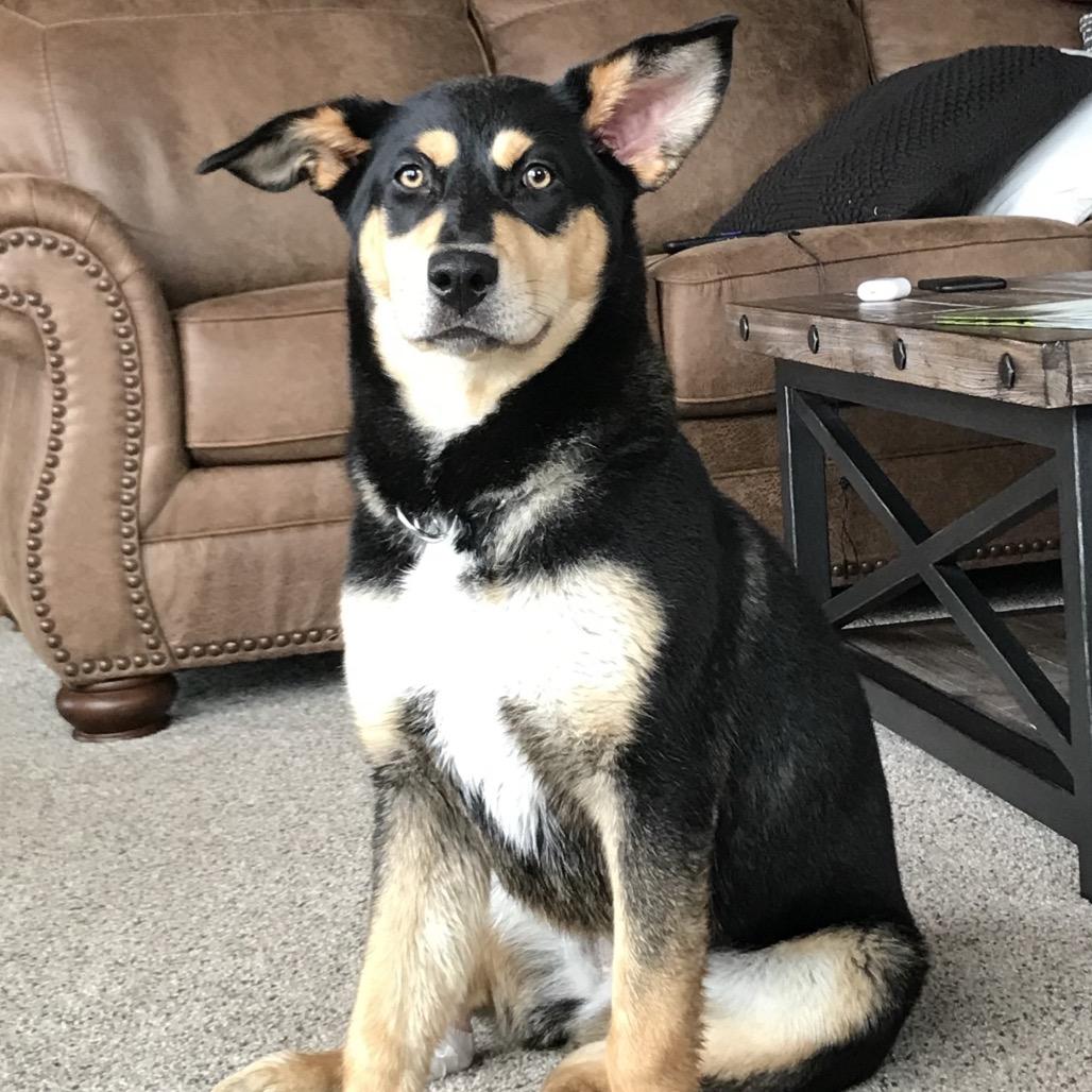 Enlarge Kona, a Adoptable mixed breed in Cashmere, WA image 3/5