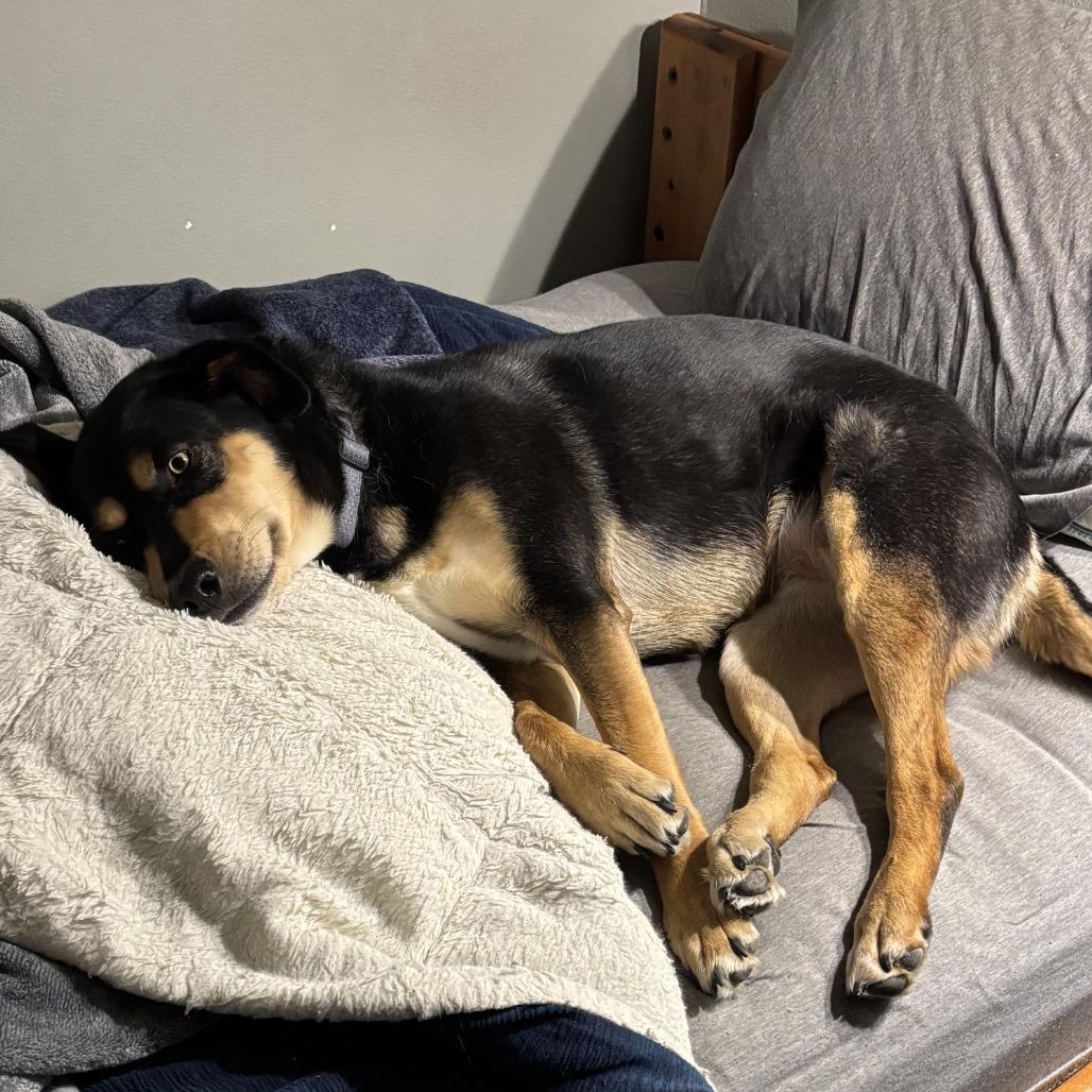 Enlarge Kona, a Adoptable mixed breed in Cashmere, WA image 4/5