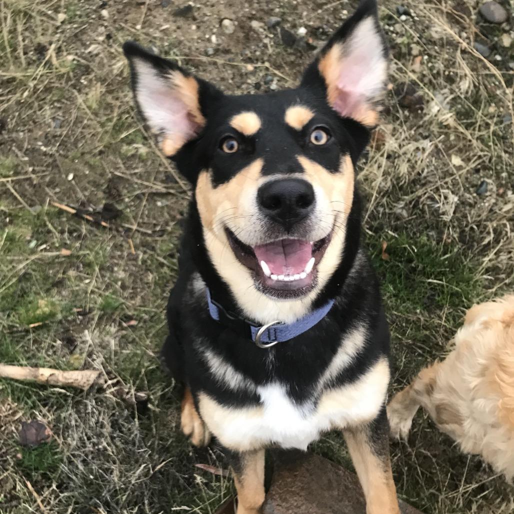 Enlarge Kona, a Adoptable mixed breed in Cashmere, WA image 5/5