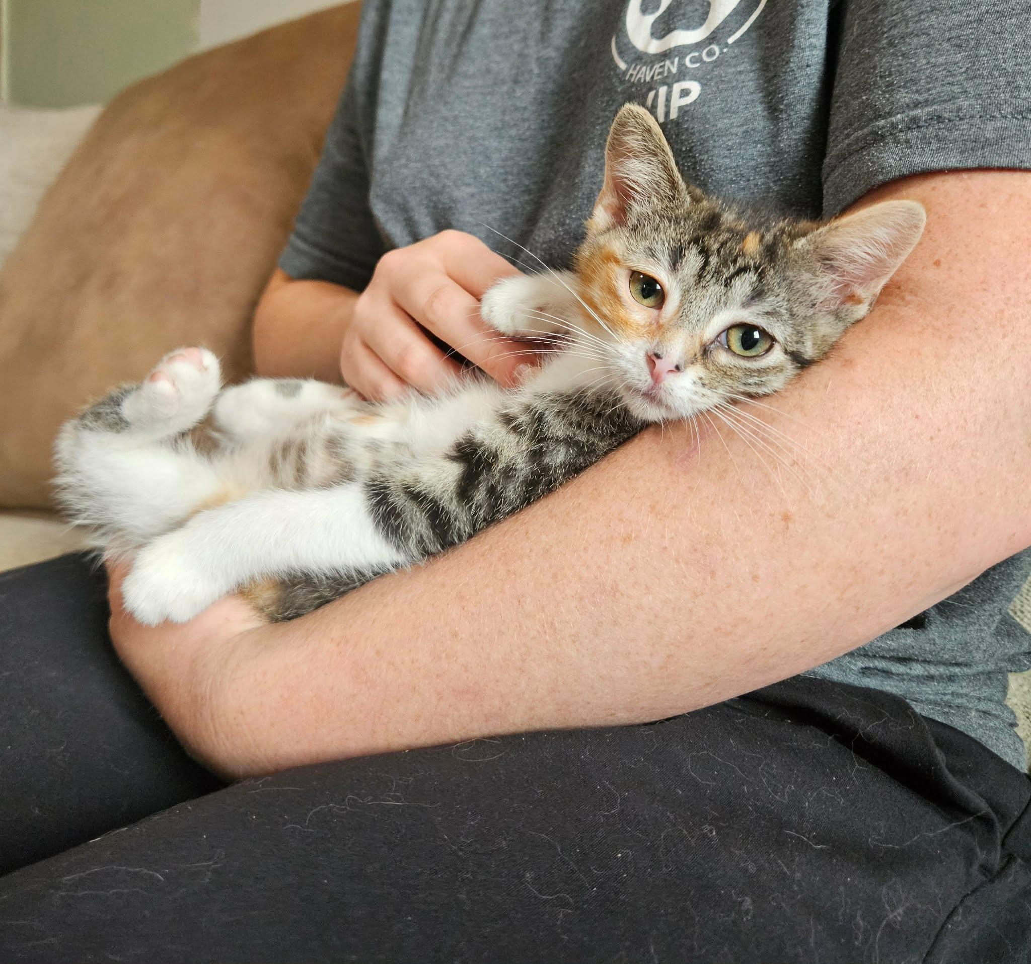 Enlarge Rose, a ADOPTABLE Domestic Short Hair in China Township, MI image 5/6