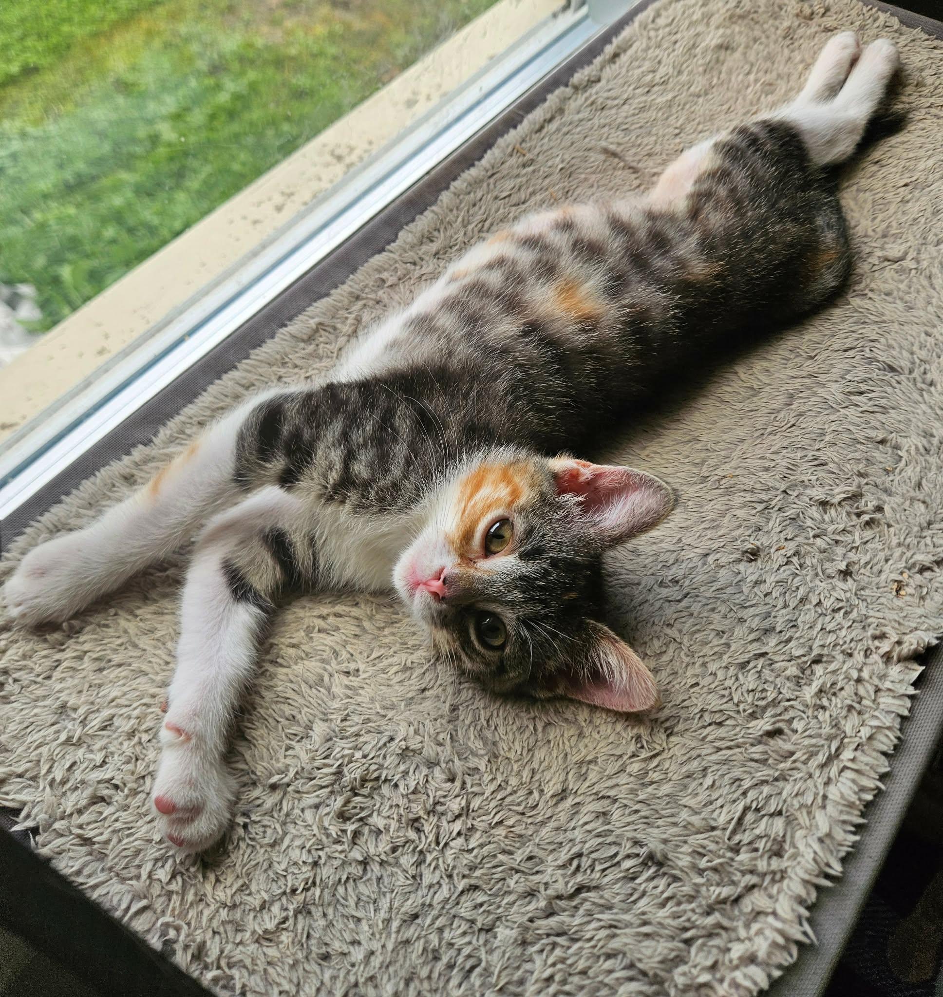 Enlarge Rose, a ADOPTABLE Domestic Short Hair in China Township, MI image 6/6