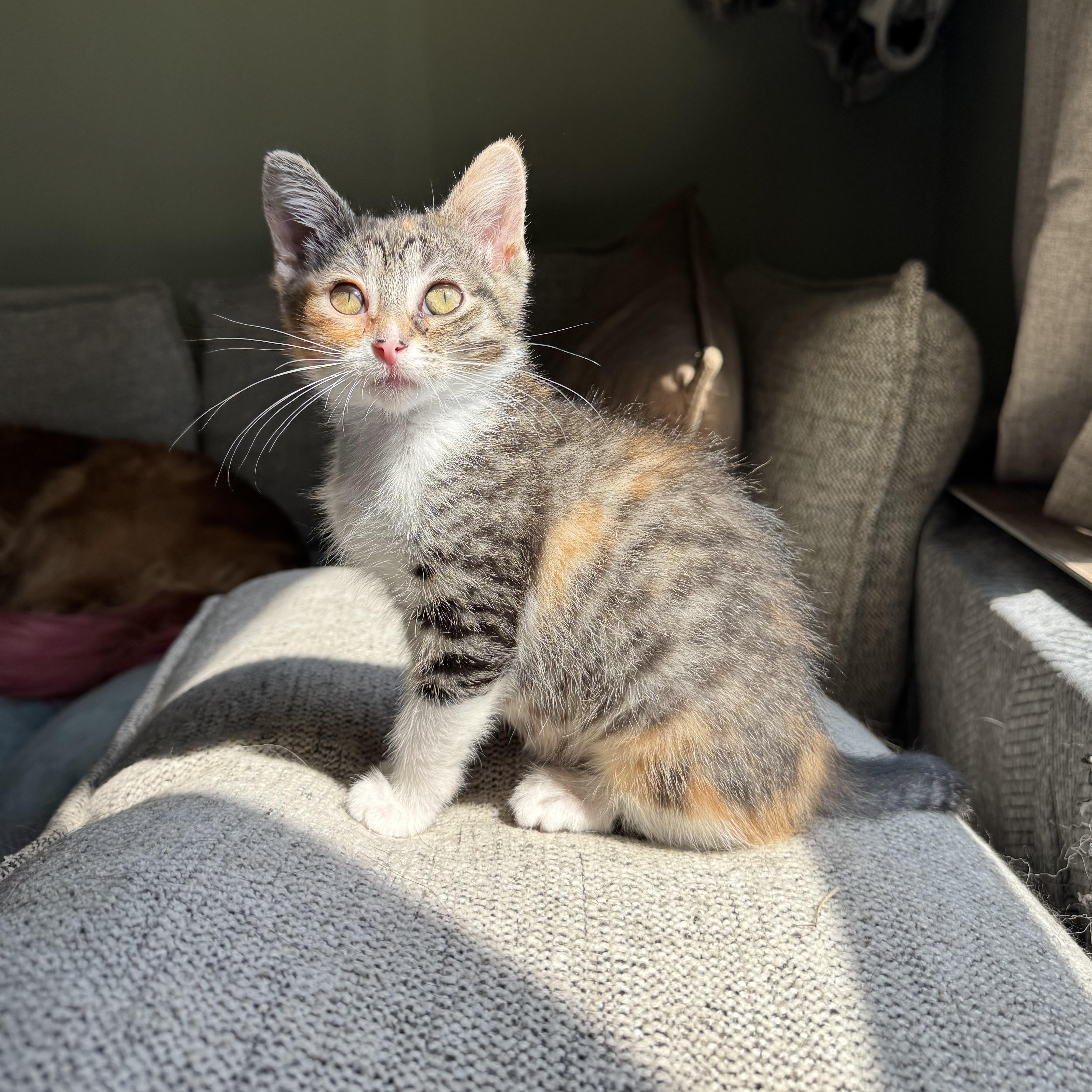 Enlarge Rose, a ADOPTABLE Domestic Short Hair in China Township, MI image 2/6