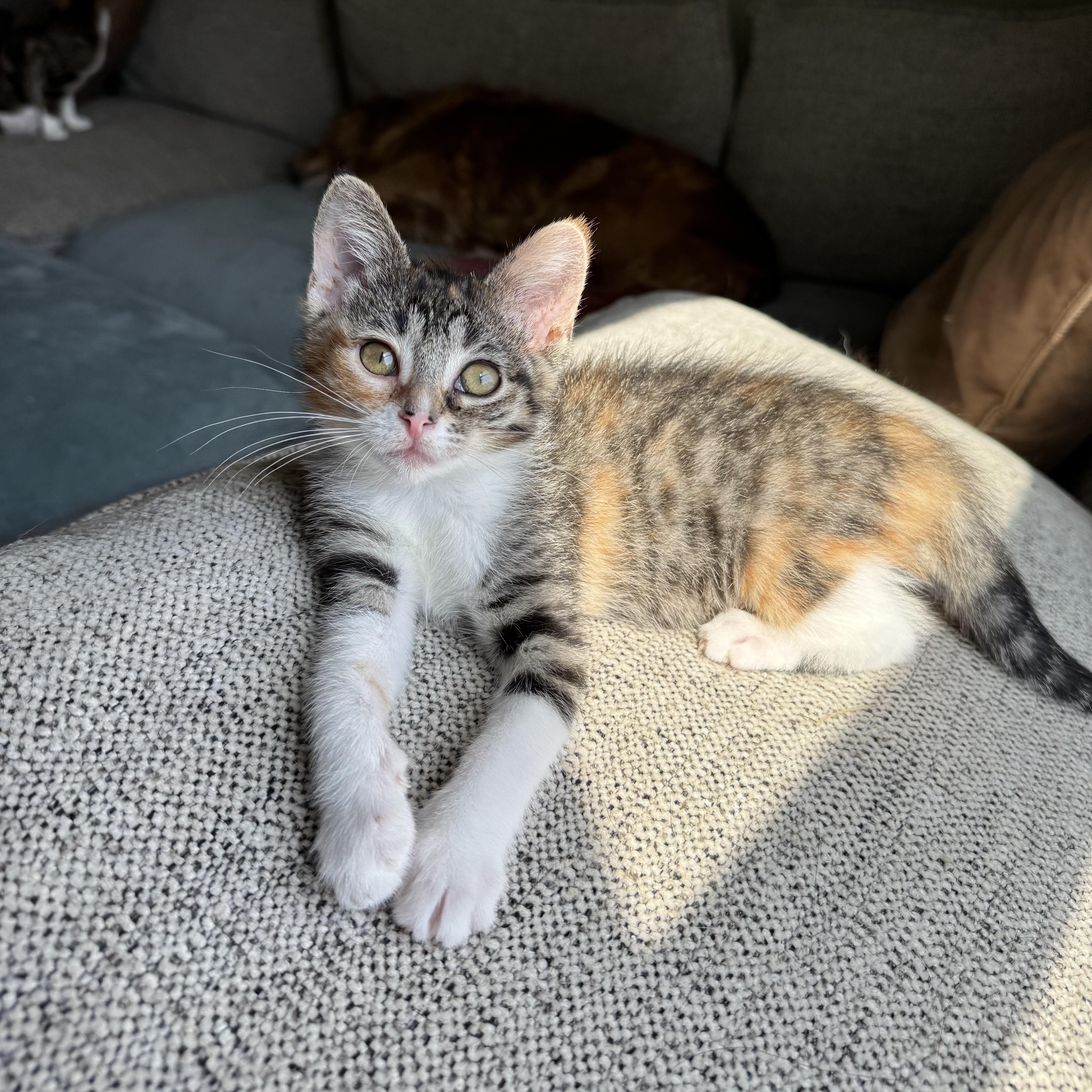Rose, ADOPTABLE, Kitten Female Domestic Short Hair.