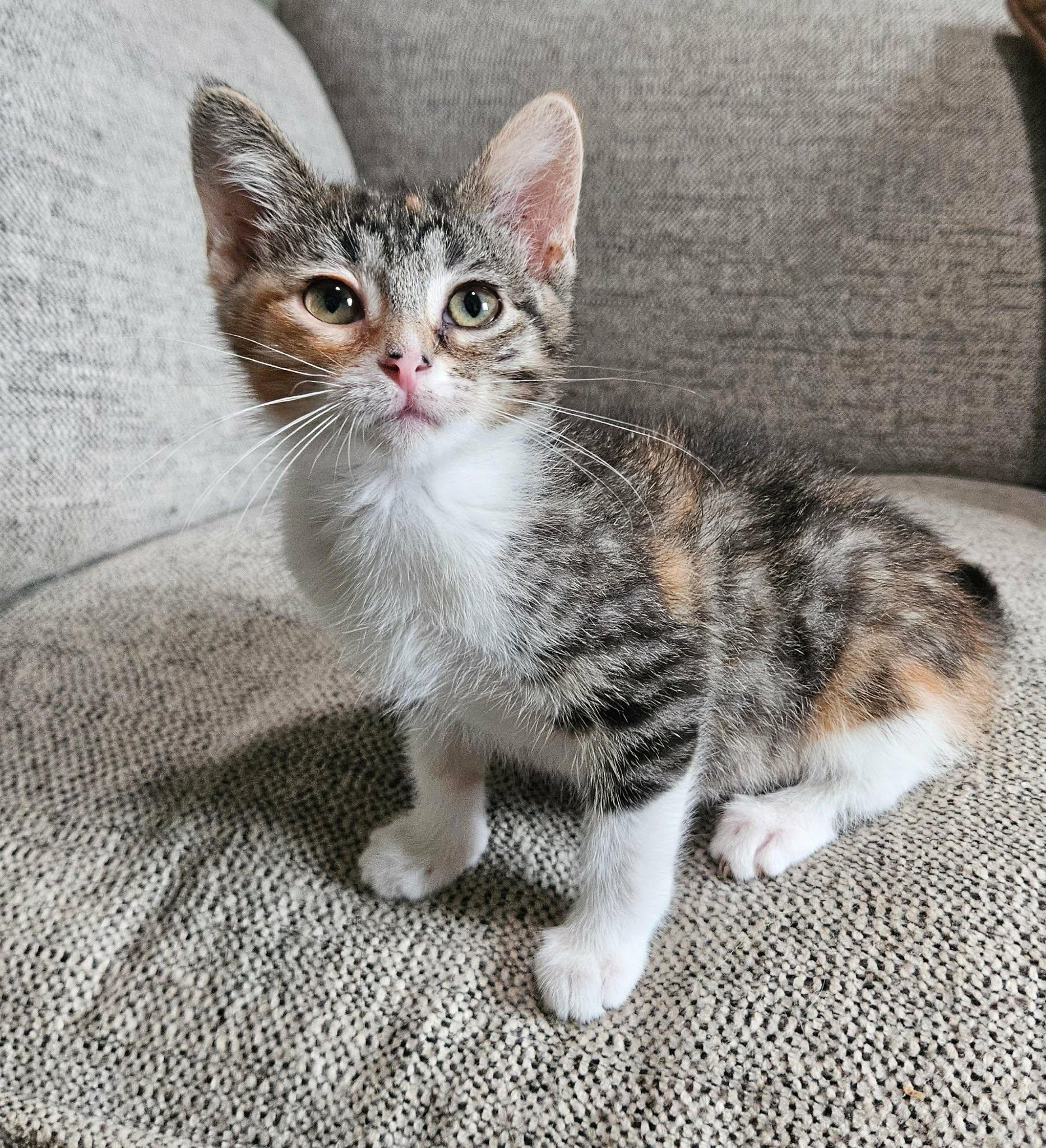 Enlarge Rose, a ADOPTABLE Domestic Short Hair in China Township, MI image 3/6