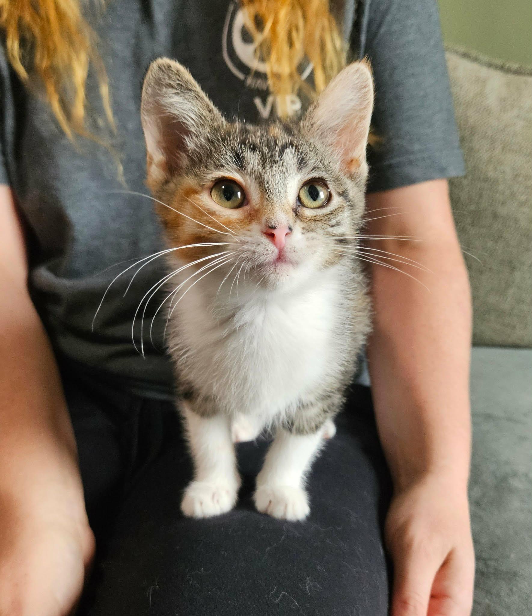 Enlarge Rose, a ADOPTABLE Domestic Short Hair in China Township, MI image 4/6