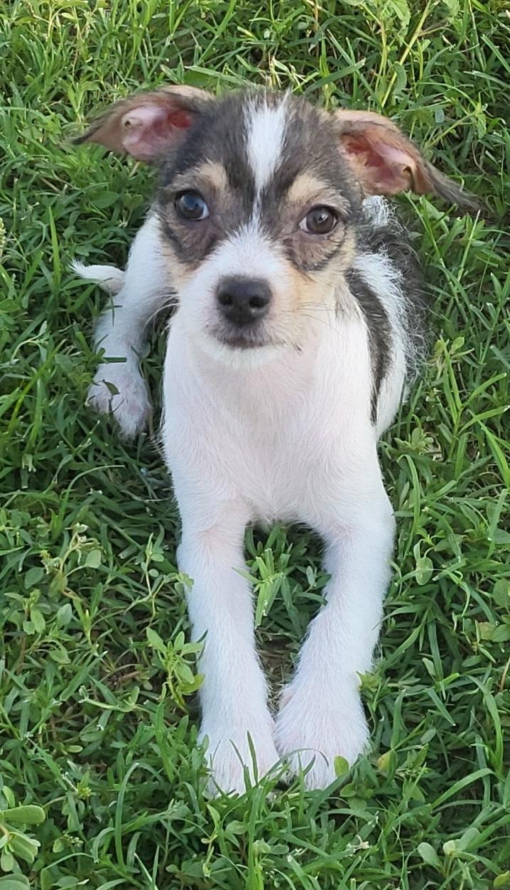 Enlarge Toadie, a ADOPTABLE mixed breed in Saint David, AZ image 5/5