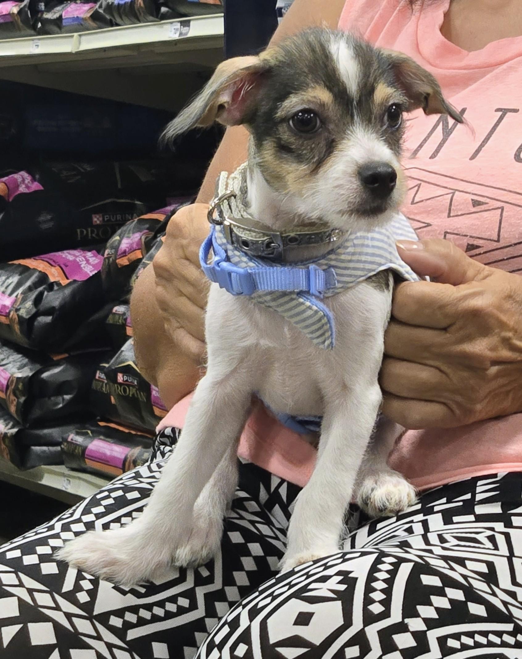 Enlarge Toadie, a ADOPTABLE mixed breed in Saint David, AZ image 3/5