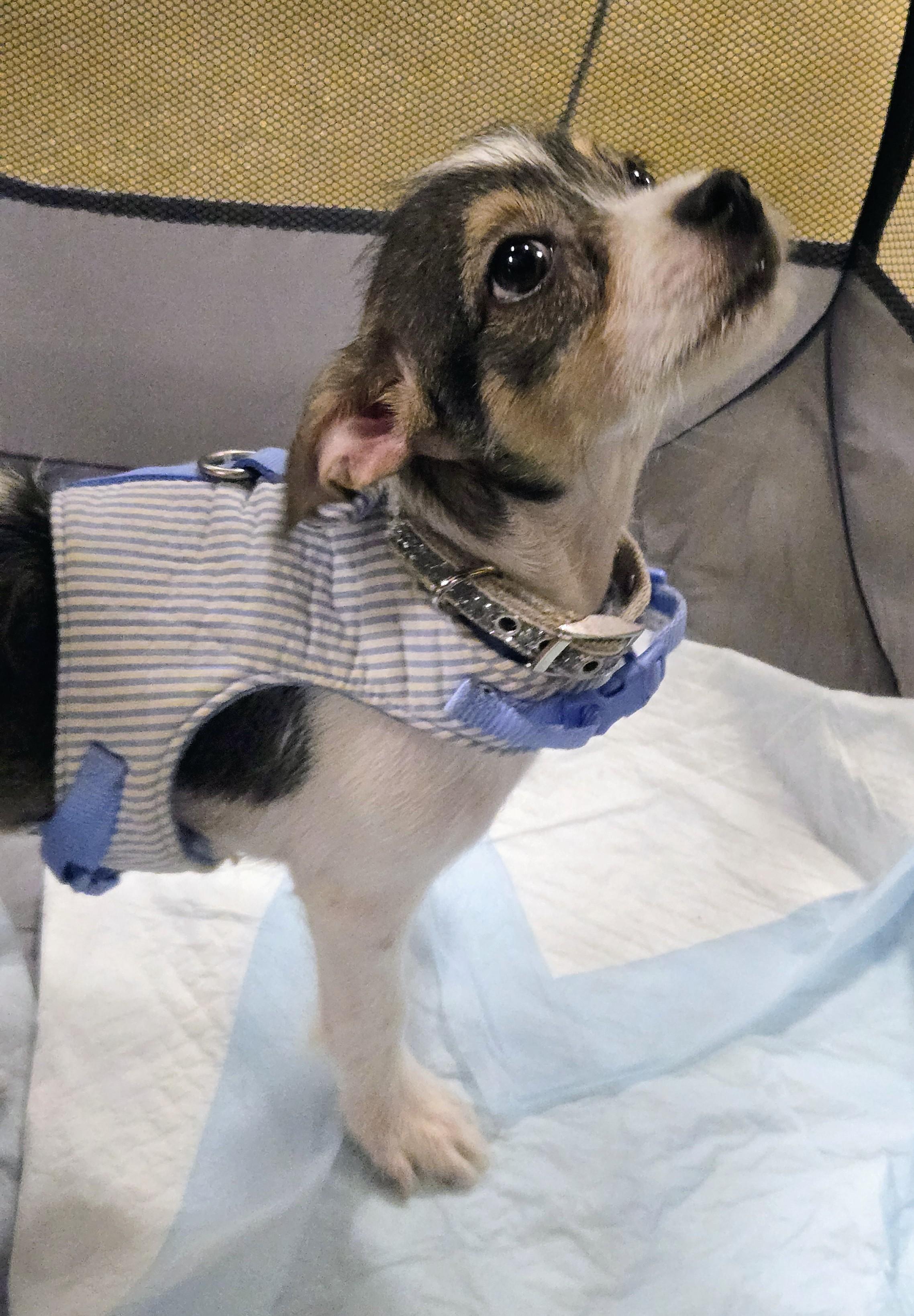 Enlarge Toadie, a ADOPTABLE mixed breed in Saint David, AZ image 4/5