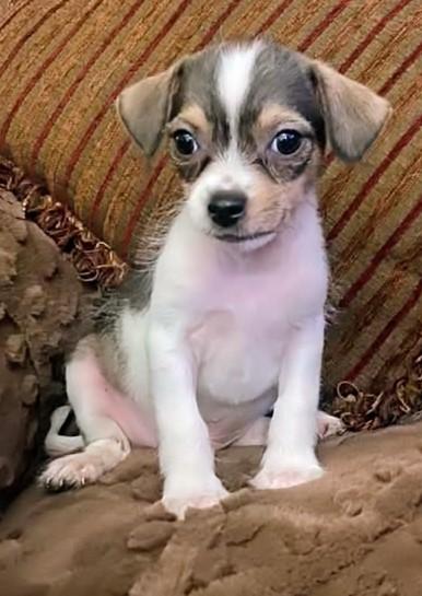 Enlarge Toadie, a ADOPTABLE mixed breed in Saint David, AZ image 1/1
