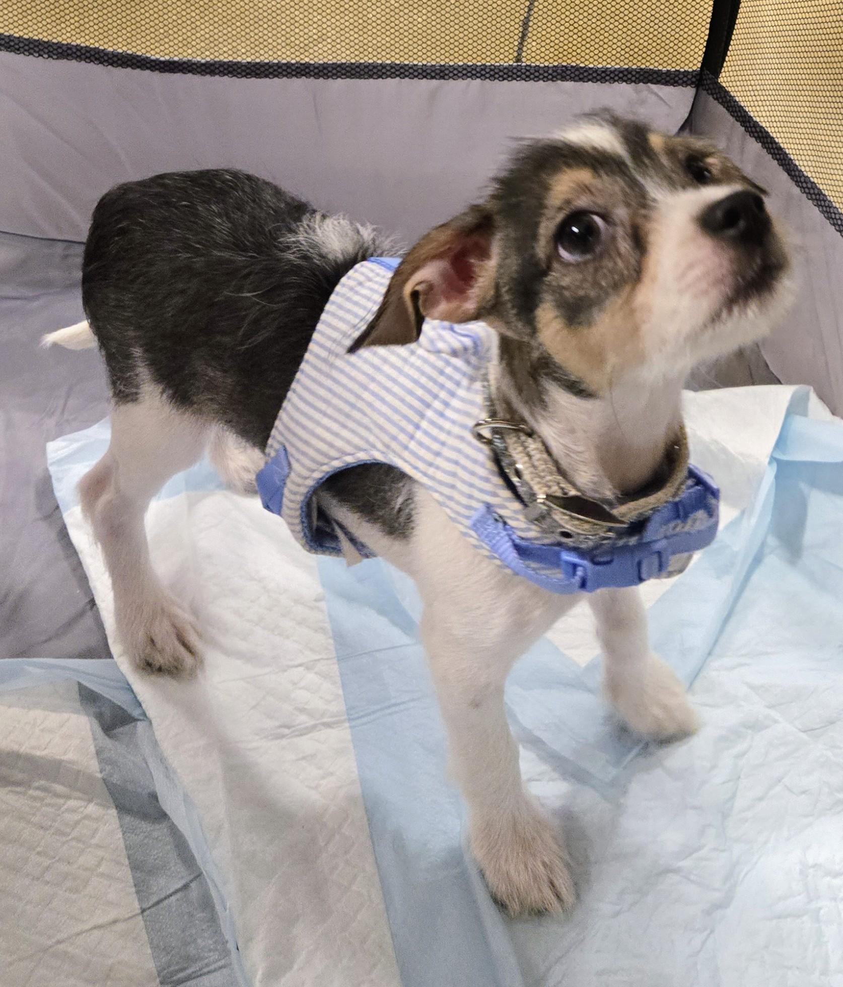 Enlarge Toadie, a ADOPTABLE mixed breed in Saint David, AZ image 1/5