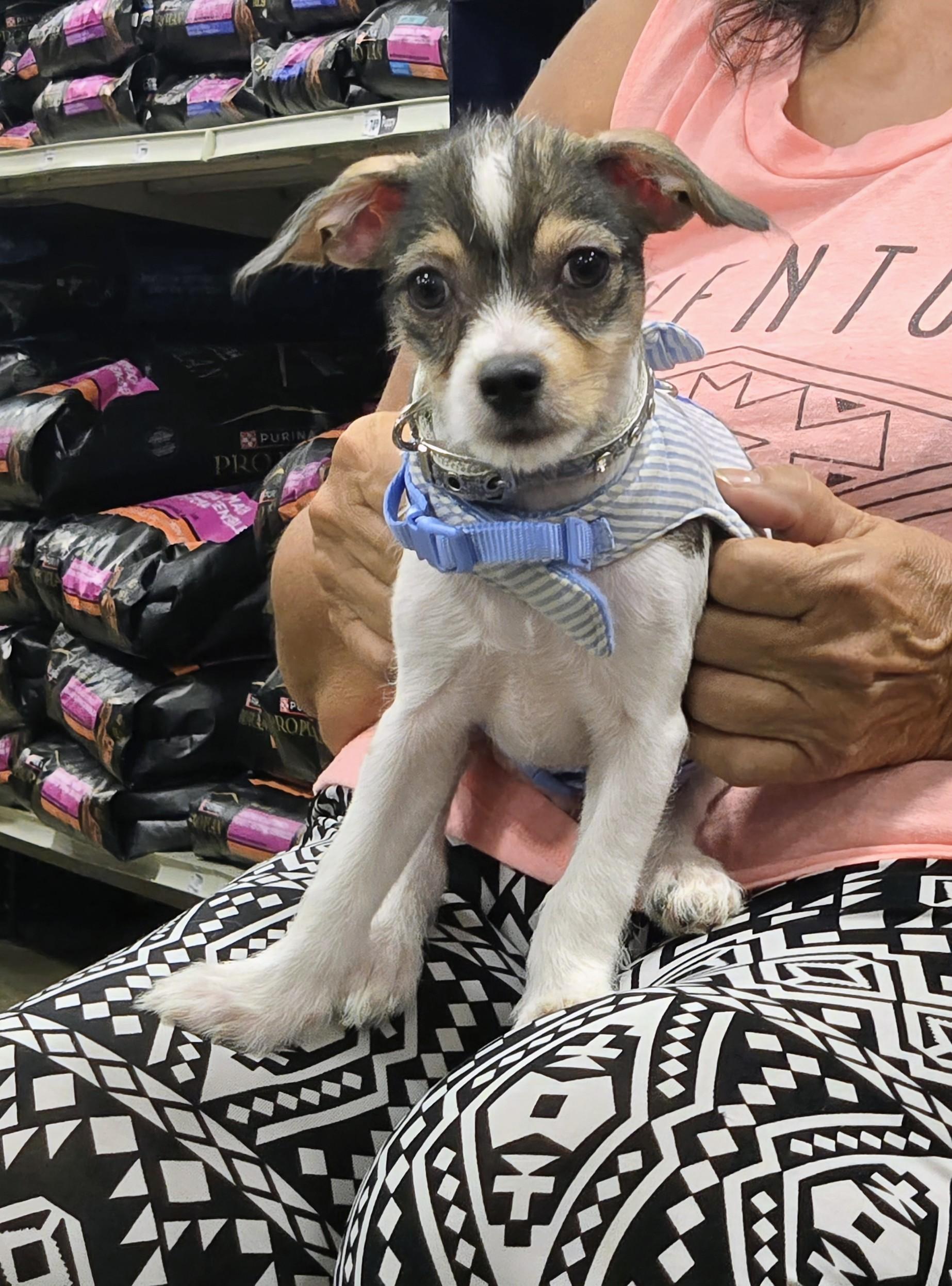 Enlarge Toadie, a ADOPTABLE mixed breed in Saint David, AZ image 2/5