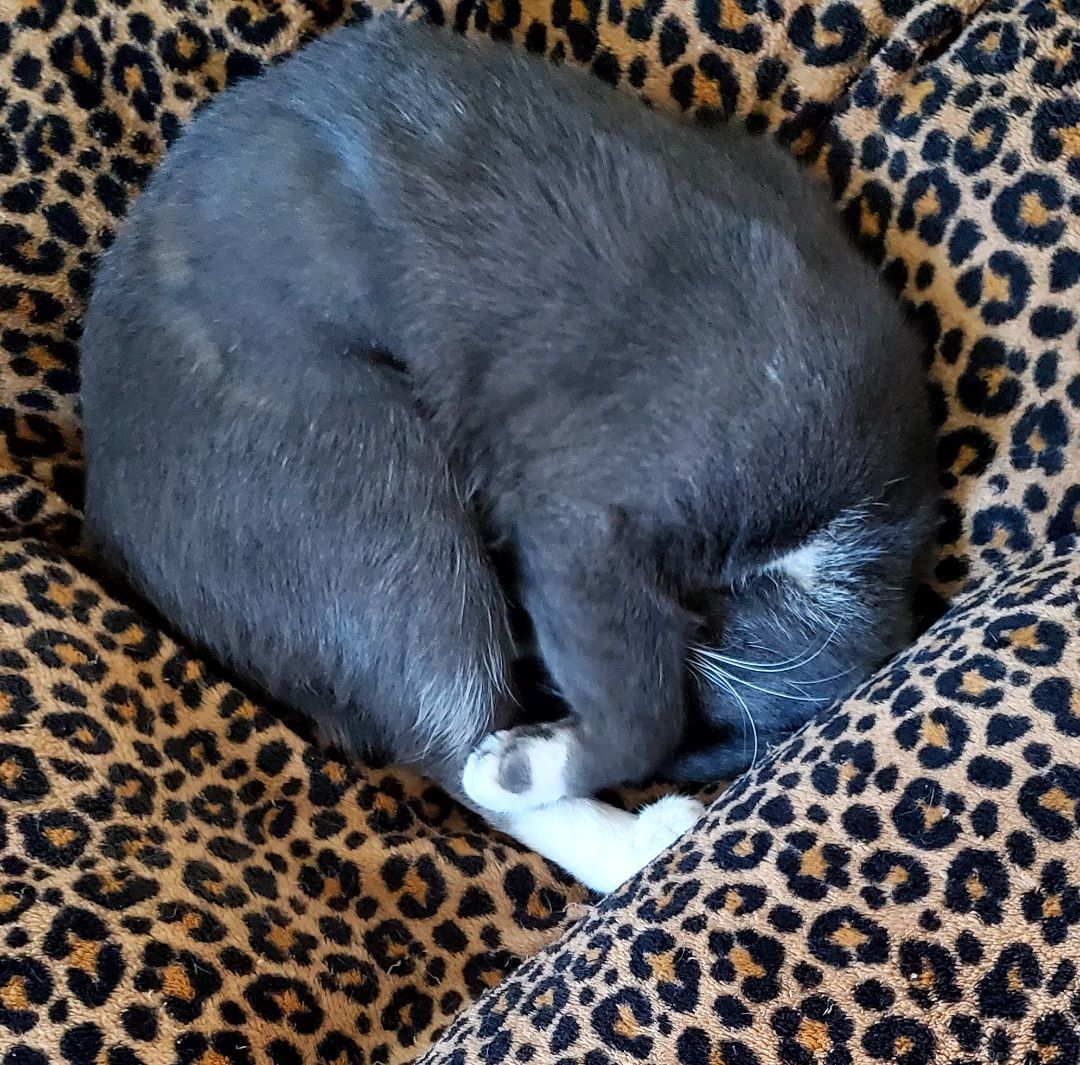 Enlarge Bande, a Adopted Tuxedo in Lafayette, LA image 1/3