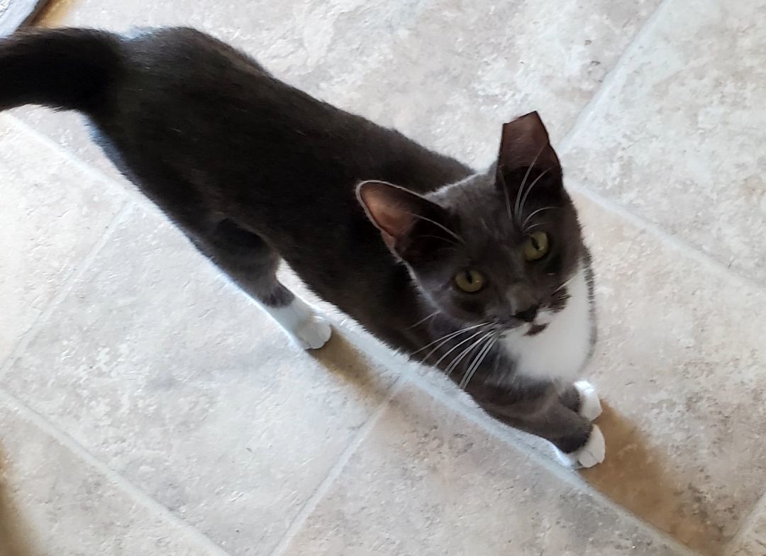 Enlarge Bande, a Adopted Tuxedo in Lafayette, LA image 2/3