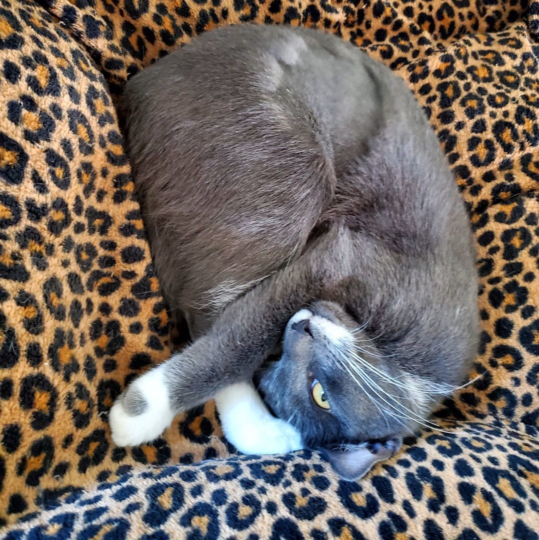 Enlarge Bande, a Adopted Tuxedo in Lafayette, LA image 3/3