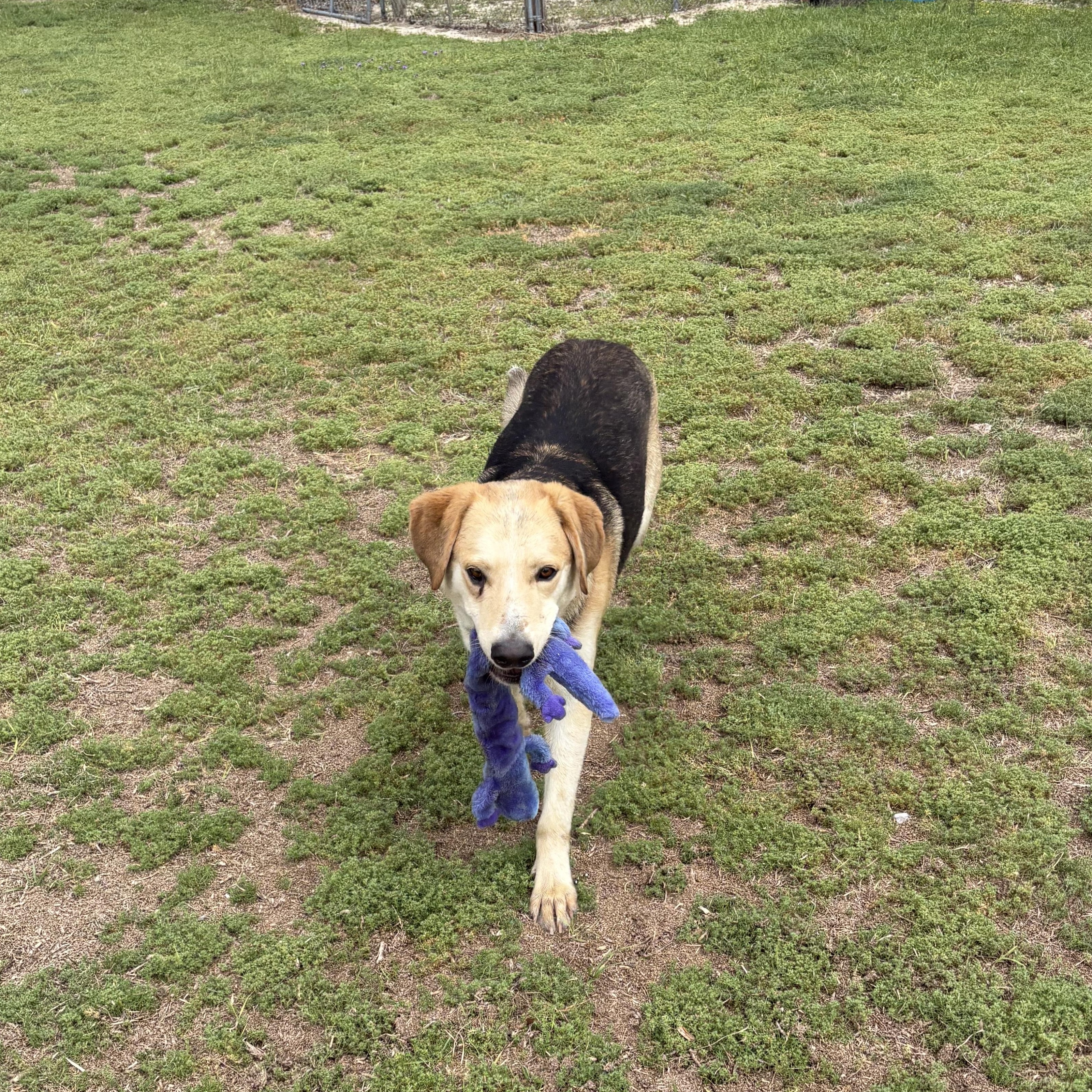 Enlarge Diesel, a ADOPTABLE mixed breed in Valdosta, GA image 3/4