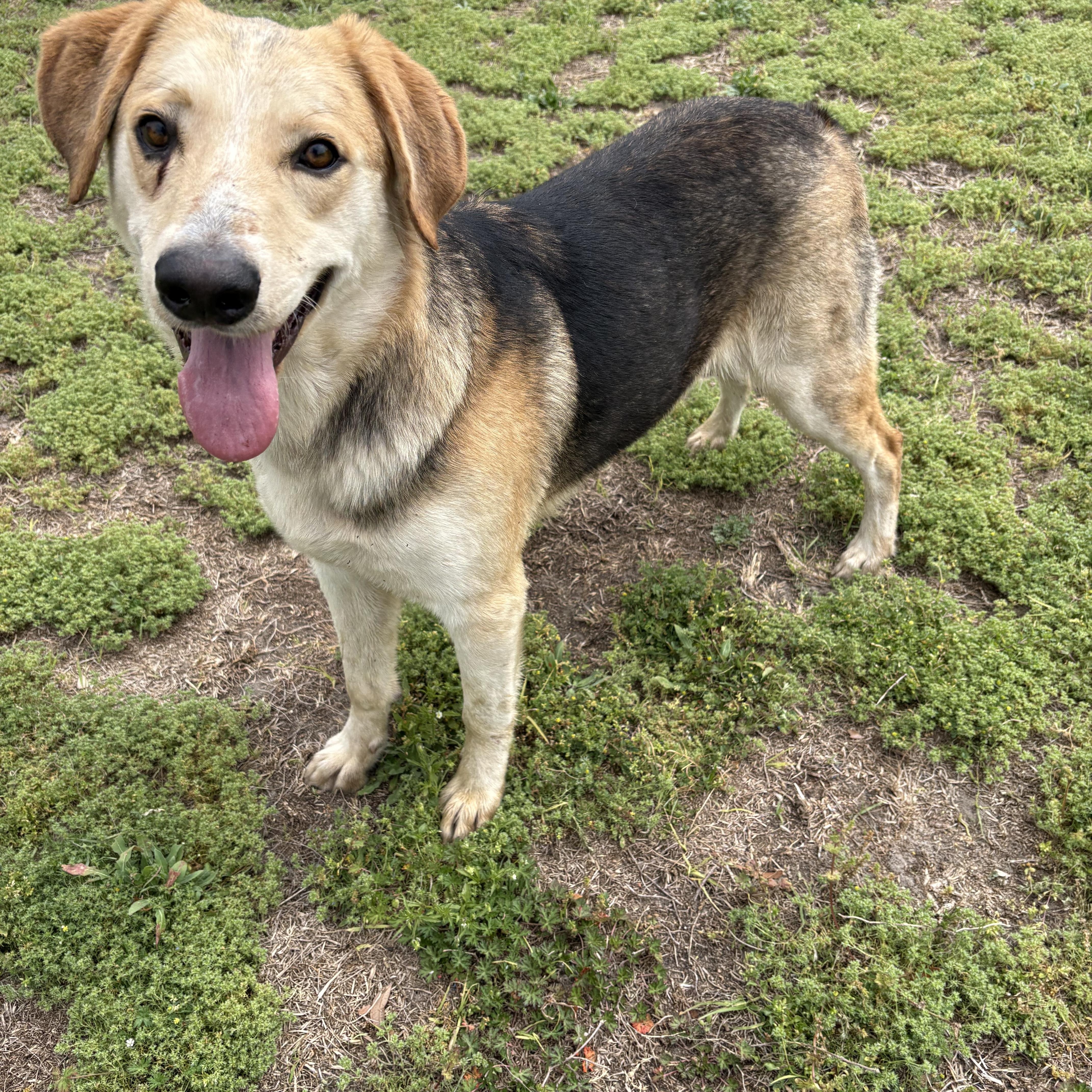 Enlarge Diesel, a ADOPTABLE mixed breed in Valdosta, GA image 4/4