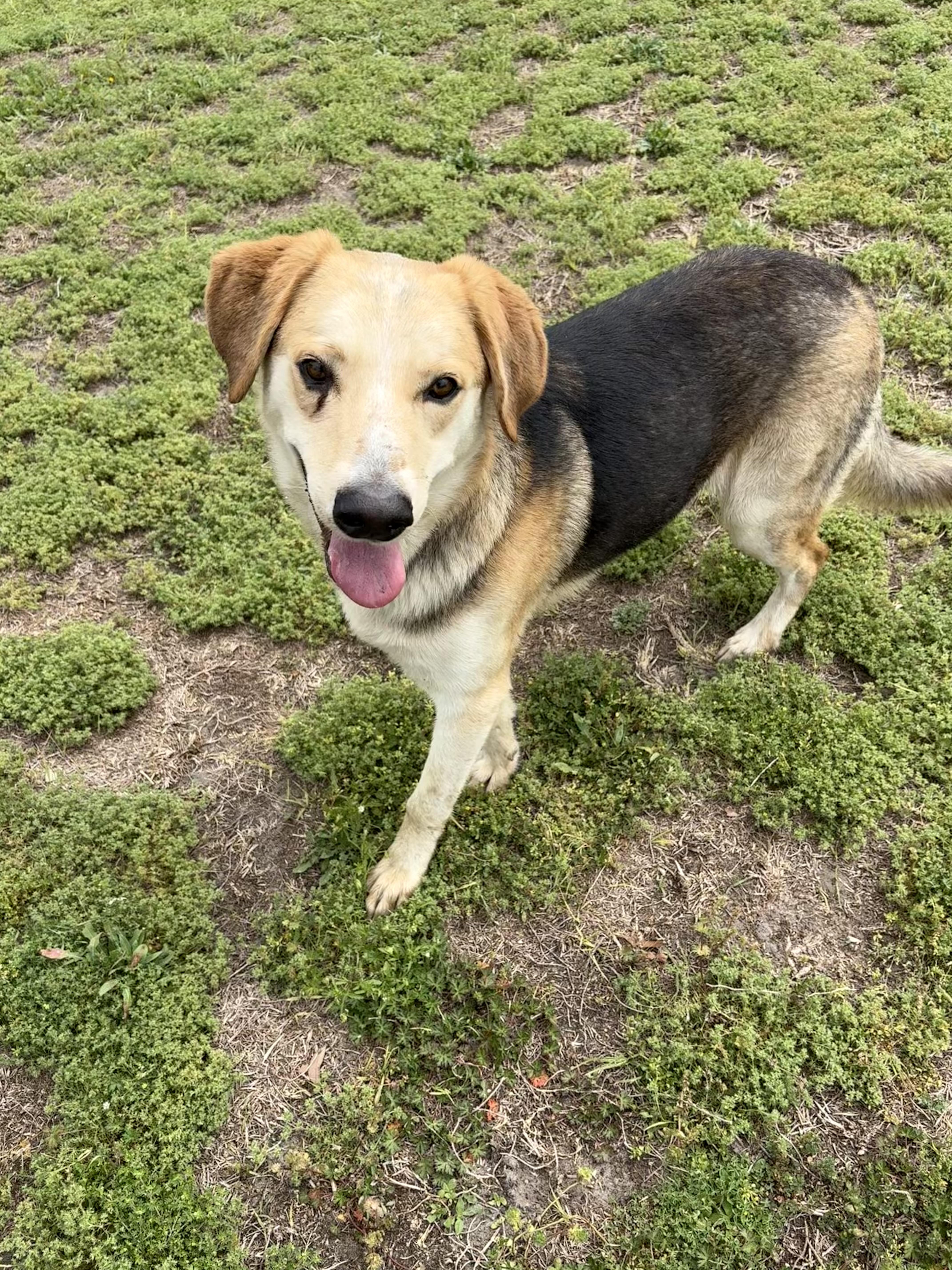 Enlarge Diesel, a ADOPTABLE mixed breed in Valdosta, GA image 1/4