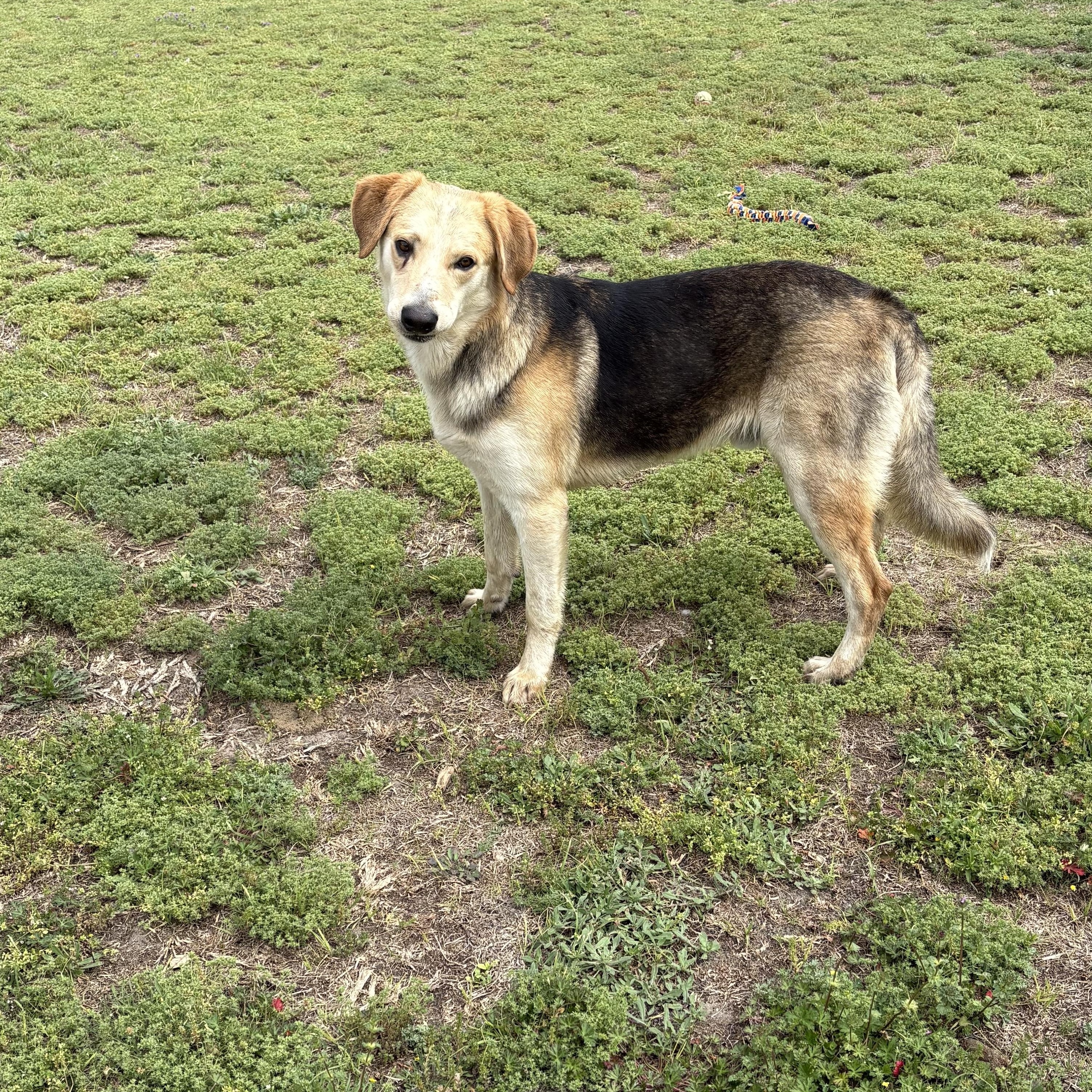 Enlarge Diesel, a ADOPTABLE mixed breed in Valdosta, GA image 2/4