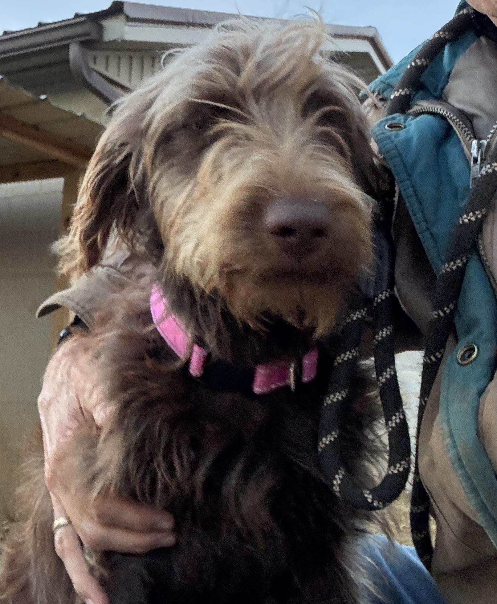 Brylee & Carson, a Adopted mixed breed in Rogersville, TN image 3/4