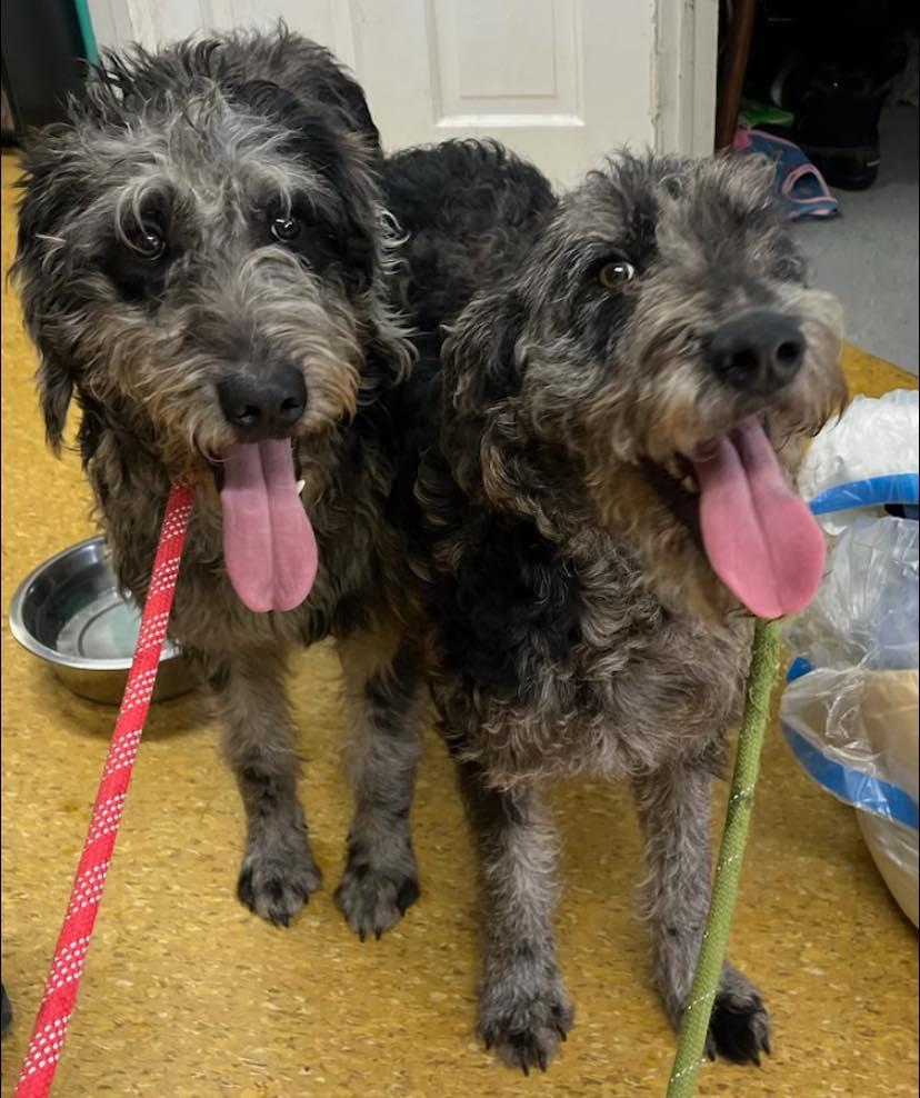 Brylee & Carson, a Adopted mixed breed in Rogersville, TN image 1/4