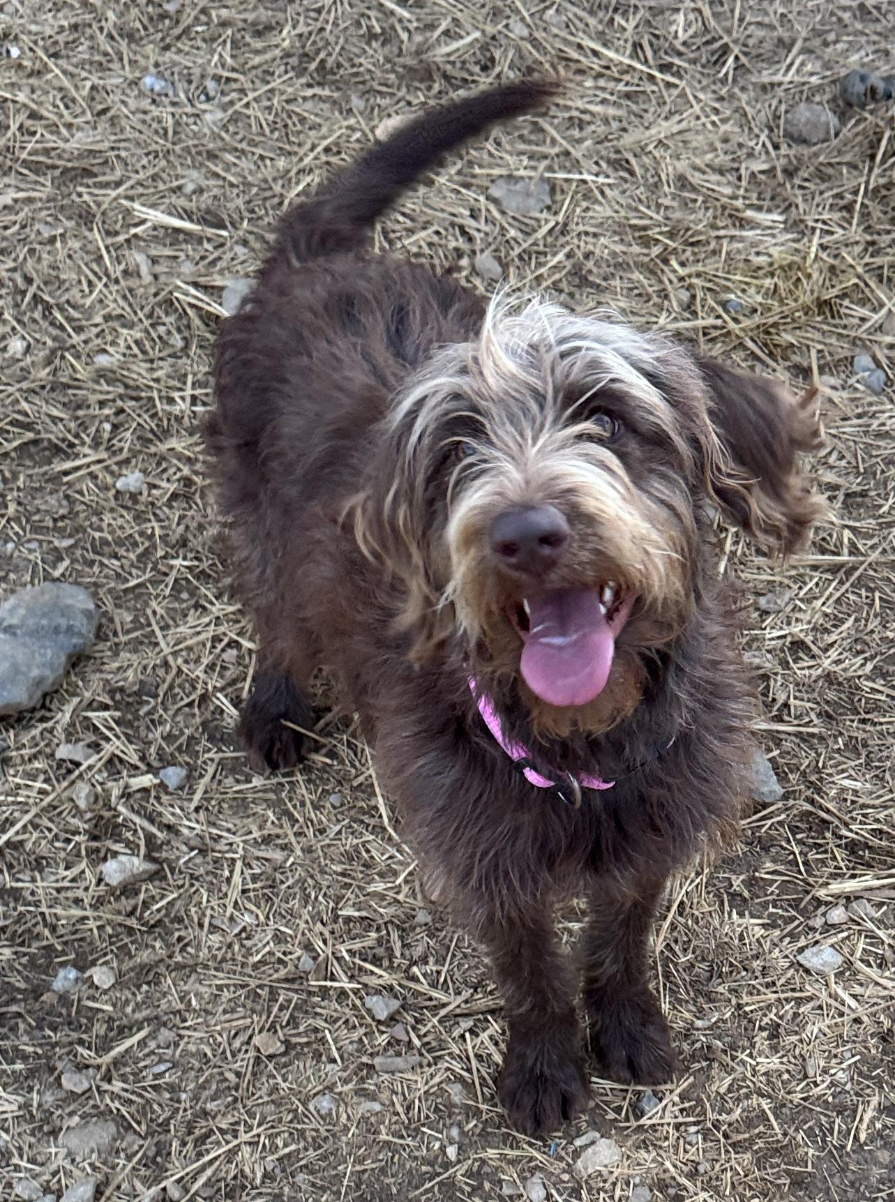 Brylee & Carson, a Adopted mixed breed in Rogersville, TN image 4/4