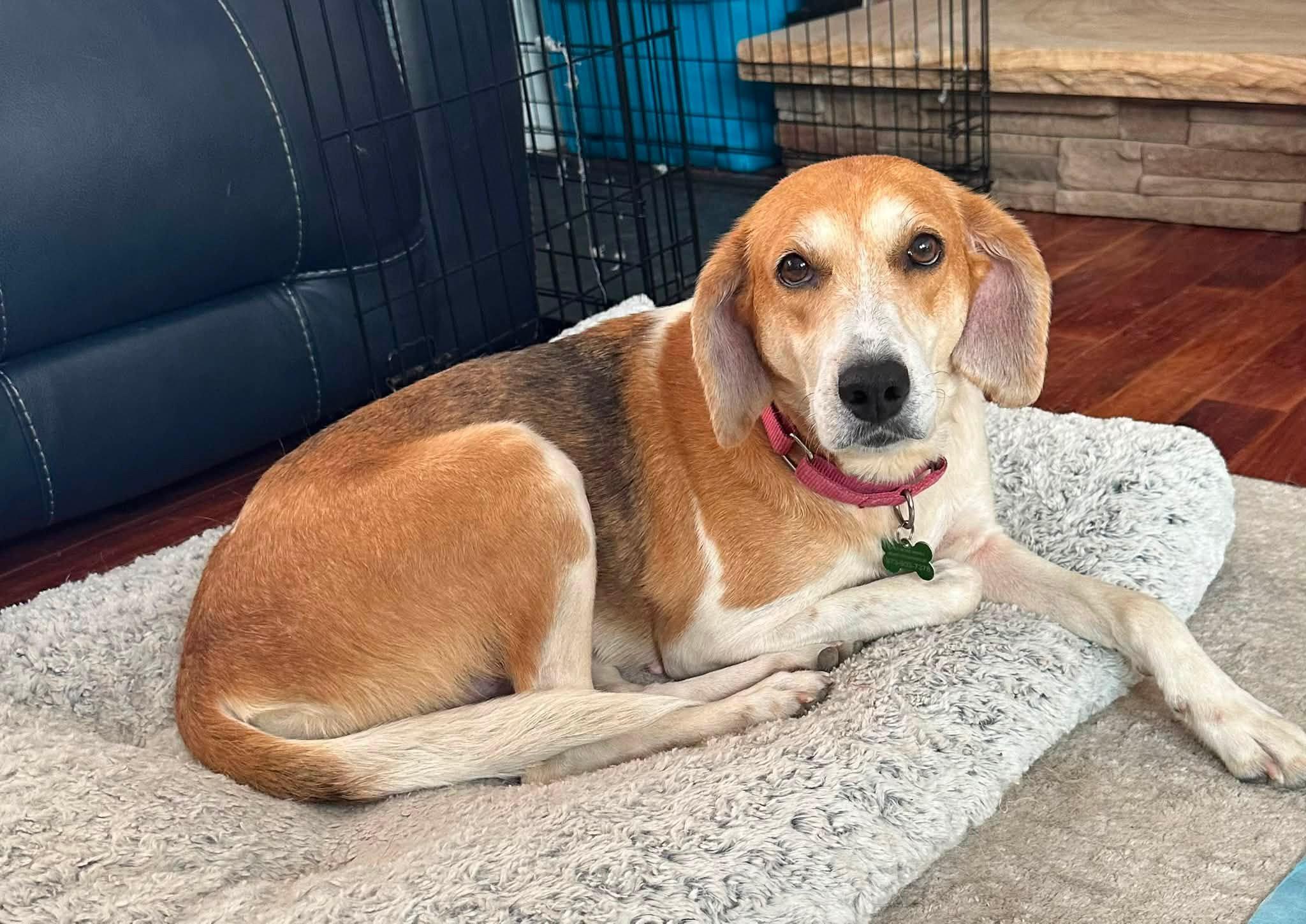 Enlarge Nelly, an adoptable mixed breed in Succasunna, NJ image 6/6