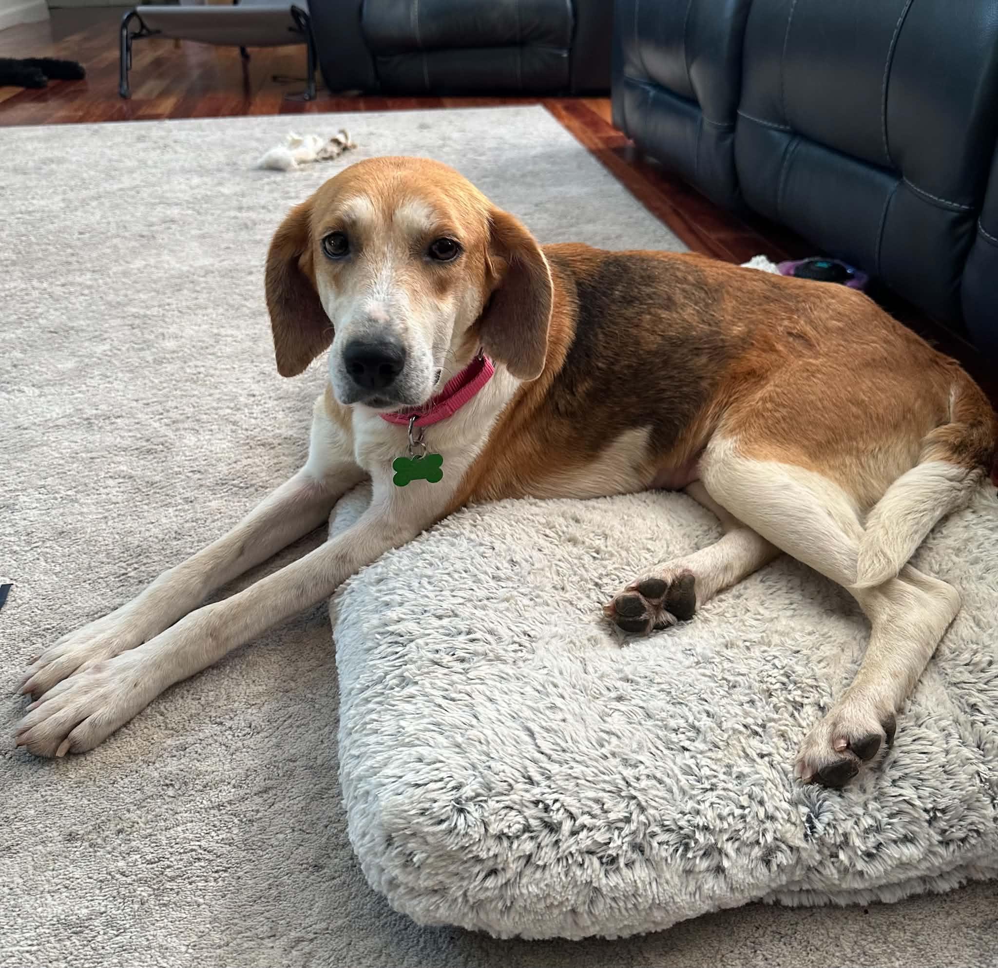 Enlarge Nelly, a ADOPTABLE mixed breed in Succasunna, NJ image 5/5