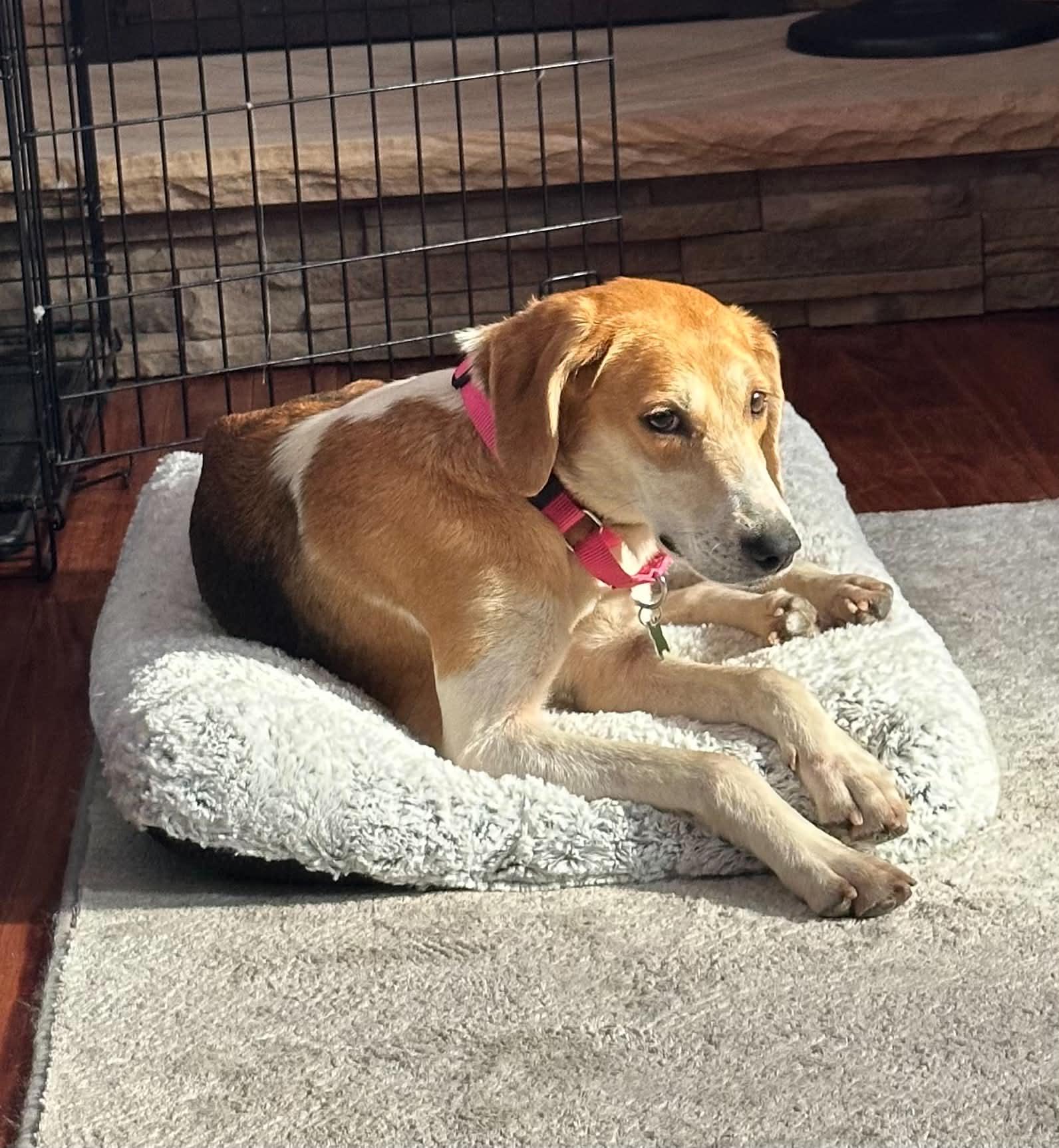 Enlarge Nelly, a ADOPTABLE mixed breed in Succasunna, NJ image 2/5