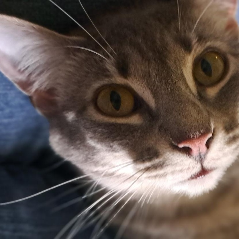 Star, ADOPTABLE, Young Female Domestic Short Hair.