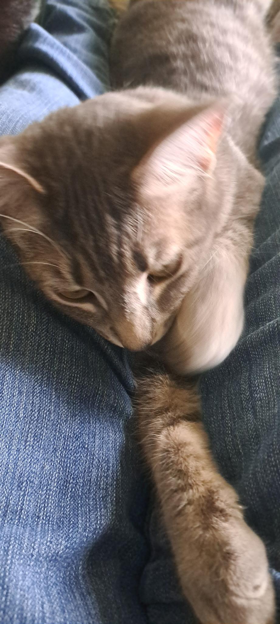 Enlarge Star, a ADOPTABLE Domestic Short Hair in Charlotte, NC image 2/2
