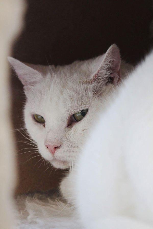 Wren, Adoptable, Senior Female Domestic Short Hair.