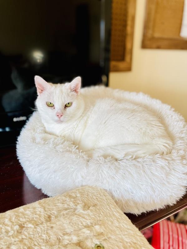 Wren, a Adoptable mixed breed in Indiana, PA image 3/5