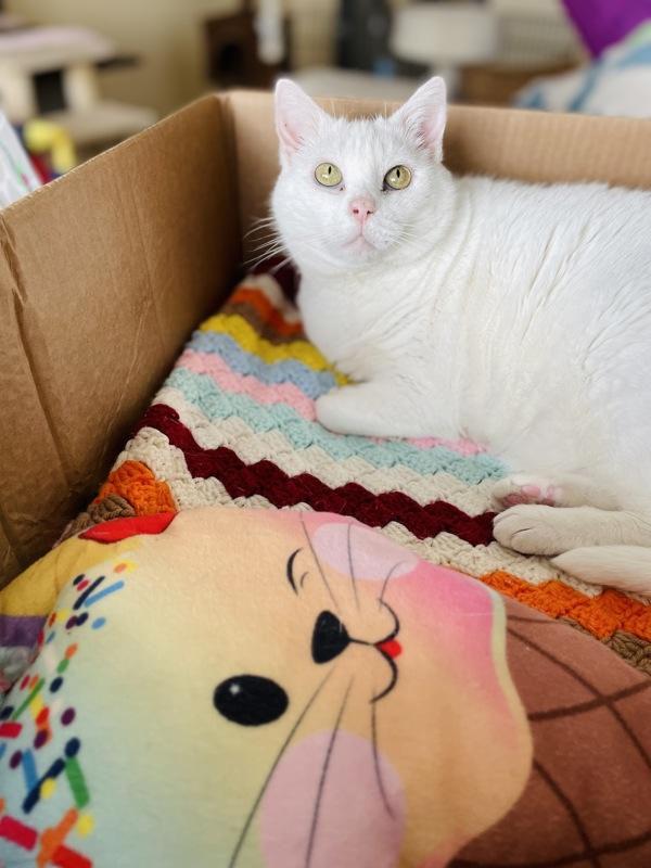 Wren, a Adoptable mixed breed in Indiana, PA image 4/5