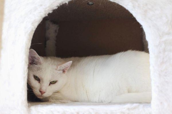 Wren, a Adoptable mixed breed in Indiana, PA image 5/5