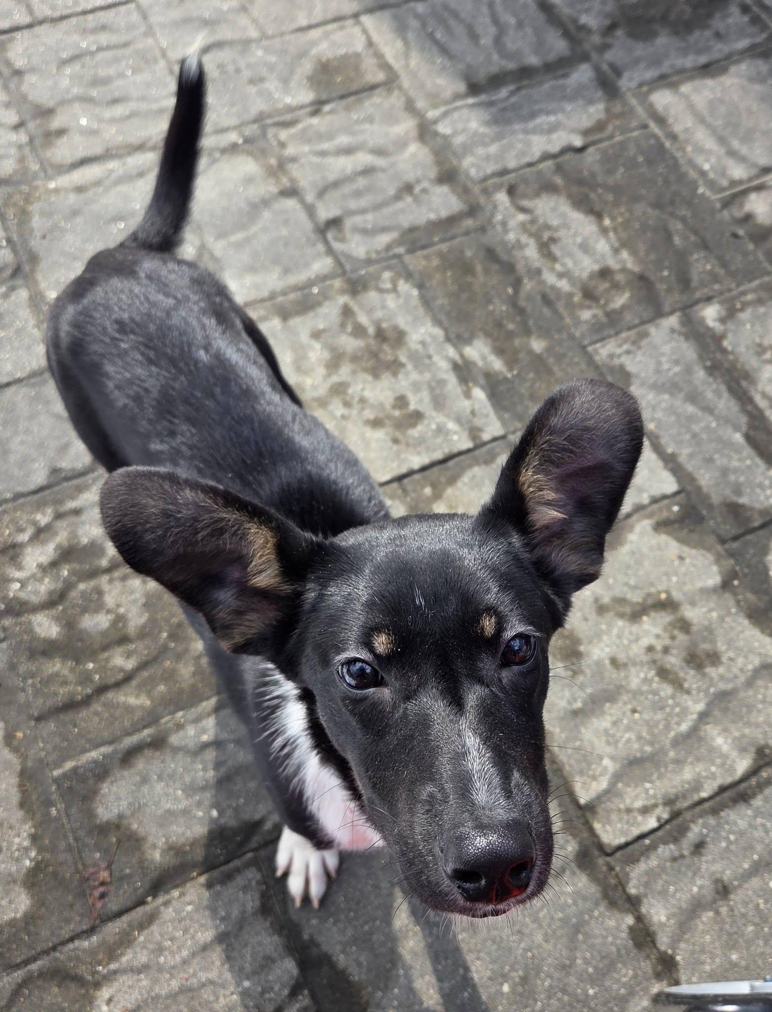 Lorelei - super model in the making