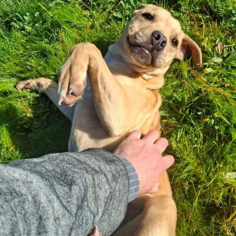 Enlarge Sid, a ADOPTABLE mixed breed in Weaverville, CA image 3/6