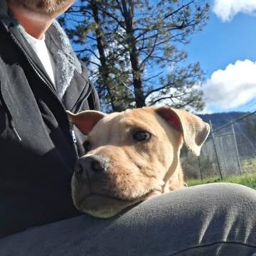 Enlarge Sid, a ADOPTABLE mixed breed in Weaverville, CA image 2/6